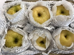 個別包装された青リンゴの梱包事例